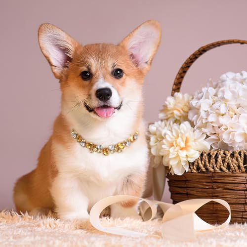 HOWWFALY Dog Collar and Cat Collar Gold Chain Necklace Stainless Steel Adjustable Yellow Diamonds Collar with Cute Pet Paw for Small Medium Pets Cats Dogs Kitten Puppy - color: Yellow, size: Large